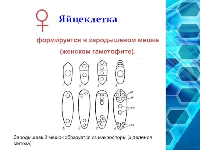 Яйцеклетка формируется в зародышевом мешке (женском гаметофите). Зародышевый мешок образуется из макроспоры (3 деления митоза)