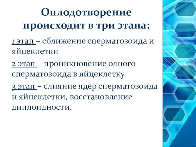 Оплодотворение происходит в три этапа: 1 этап – сближение сперматозоида и