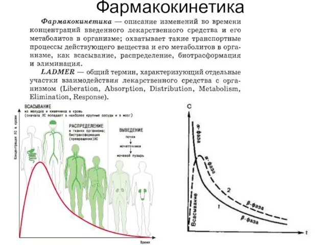 Фармакокинетика