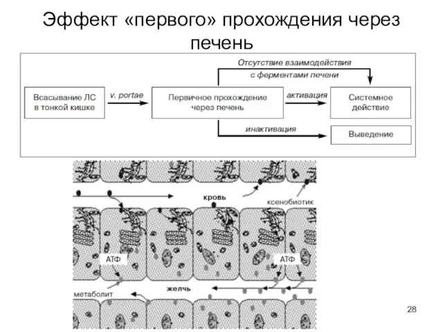 Эффект «первого» прохождения через печень