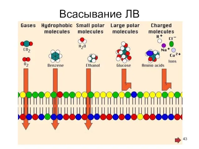 Всасывание ЛВ