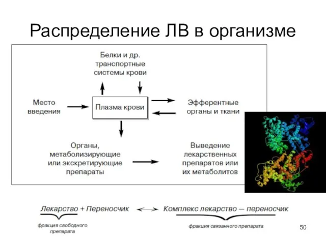 Распределение ЛВ в организме