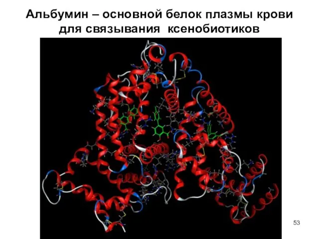 Альбумин – основной белок плазмы крови для связывания ксенобиотиков