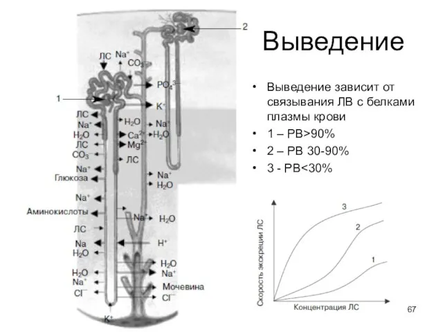 Выведение Выведение зависит от связывания ЛВ с белками плазмы крови 1