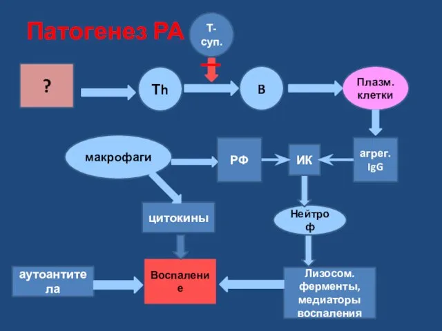 Патогенез РА Лизосом. ферменты, медиаторы воспаления Воспаление ? ИК агрег. IgG