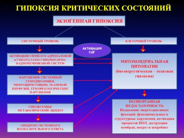 ГИПОКСИЯ КРИТИЧЕСКИХ СОСТОЯНИЙ ЭКЗОГЕННАЯ ГИПОКСИЯ СИСТЕМНЫЙ УРОВЕНЬ КЛЕТОЧНЫЙ УРОВЕНЬ АКТИВАЦИЯ СИМПАТО-АДРЕНАЛОВОЙ