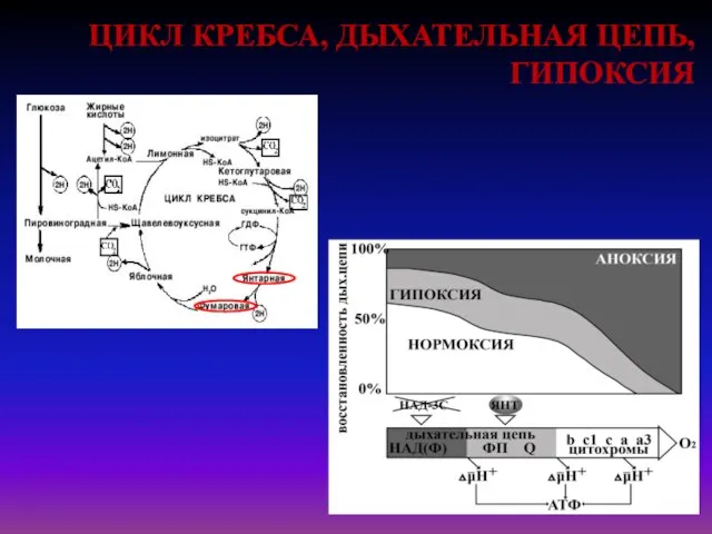 ЦИКЛ КРЕБСА, ДЫХАТЕЛЬНАЯ ЦЕПЬ, ГИПОКСИЯ