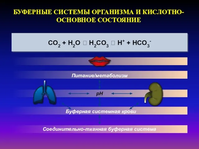 CO2 + H2O ⮀ H2CO3 ⮀ H+ + HCO3- БУФЕРНЫЕ СИСТЕМЫ