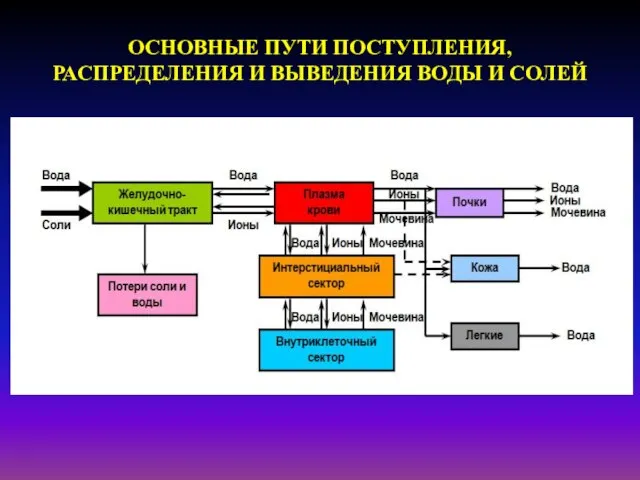 ОСНОВНЫЕ ПУТИ ПОСТУПЛЕНИЯ, РАСПРЕДЕЛЕНИЯ И ВЫВЕДЕНИЯ ВОДЫ И СОЛЕЙ