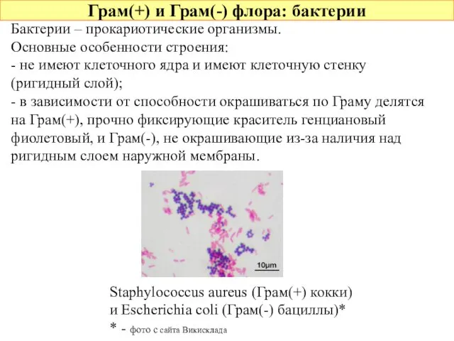 Грам(+) и Грам(-) флора: бактерии Бактерии – прокариотические организмы. Основные особенности