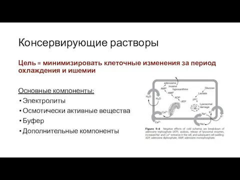 Консервирующие растворы Цель = минимизировать клеточные изменения за период охлаждения и