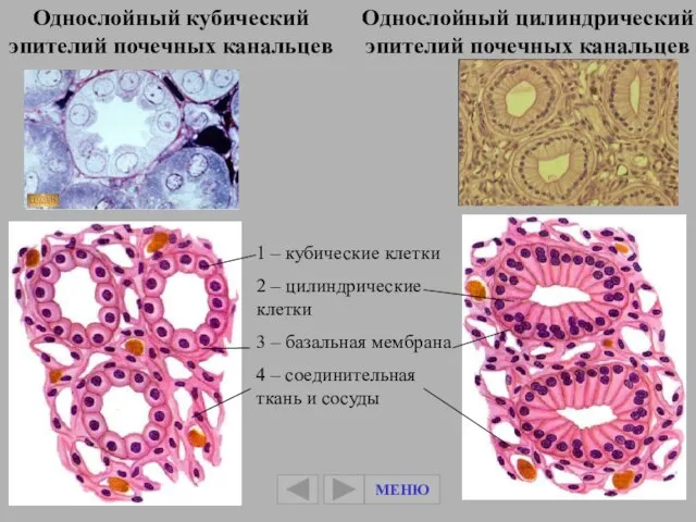 Однослойный кубический эпителий почечных канальцев Однослойный цилиндрический эпителий почечных канальцев 1
