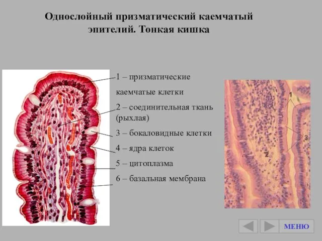 Однослойный призматический каемчатый эпителий. Тонкая кишка 1 – призматические каемчатые клетки