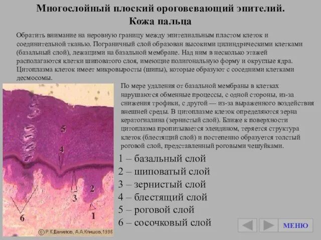 Многослойный плоский ороговевающий эпителий. Кожа пальца Обратить внимание на неровную границу