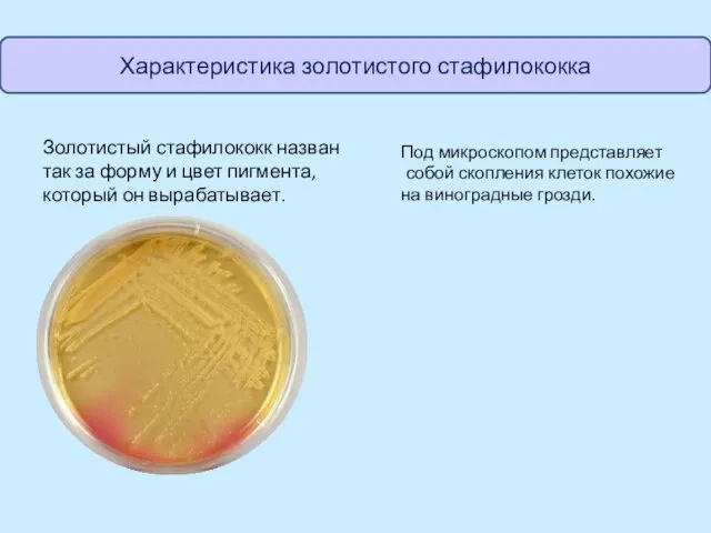 Золотистый стафилококк назван так за форму и цвет пигмента, который он