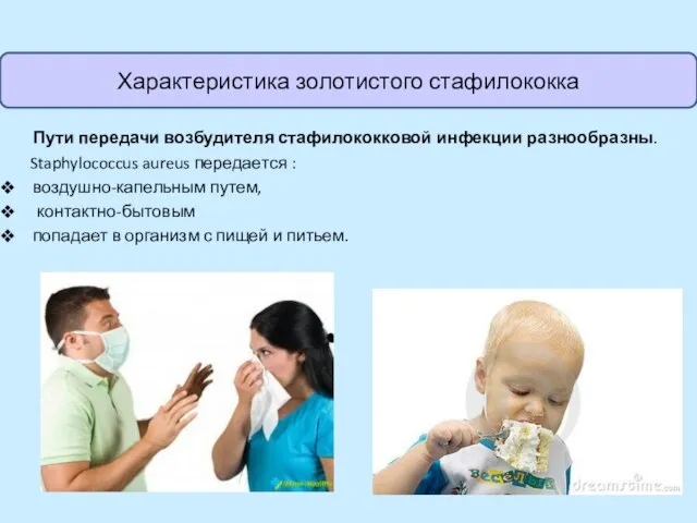 Пути передачи возбудителя стафилококковой инфекции разнообразны. Staphylococcus aureus передается : воздушно-капельным