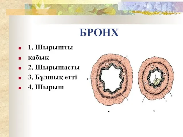 БРОНХ 1. Шырышты қабық 2. Шырышасты 3. Бұлшық етті 4. Шырыш