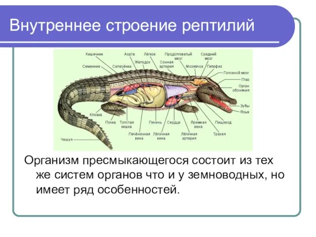 Внутреннее строение рептилий Организм пресмыкающегося состоит из тех же систем органов