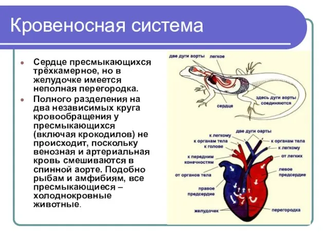 Кровеносная система Сердце пресмыкающихся трёхкамерное, но в желудочке имеется неполная перегородка.