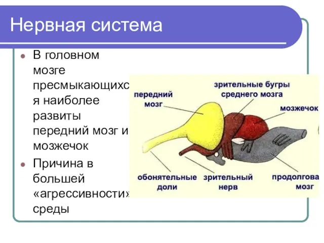 Нервная система В головном мозге пресмыкающихся наиболее развиты передний мозг и