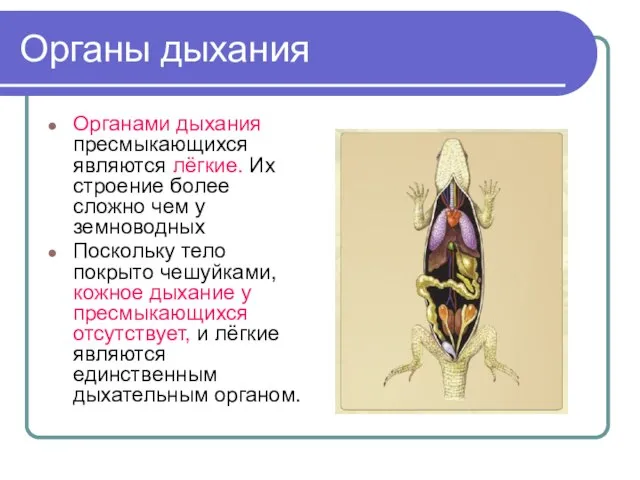 Органы дыхания Органами дыхания пресмыкающихся являются лёгкие. Их строение более сложно