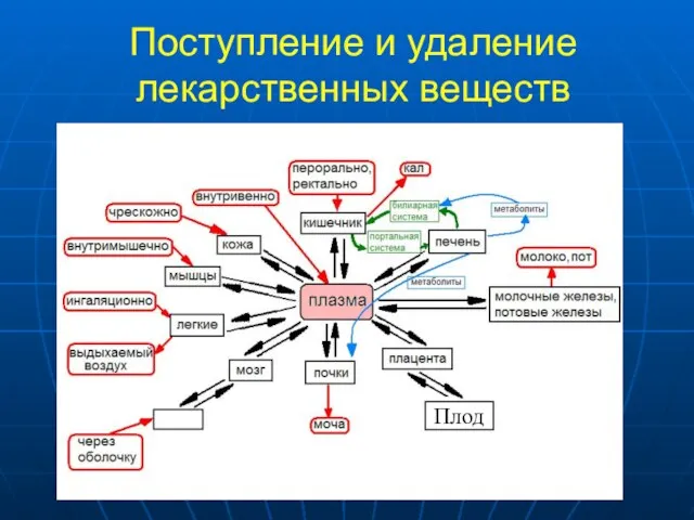 Поступление и удаление лекарственных веществ Плод