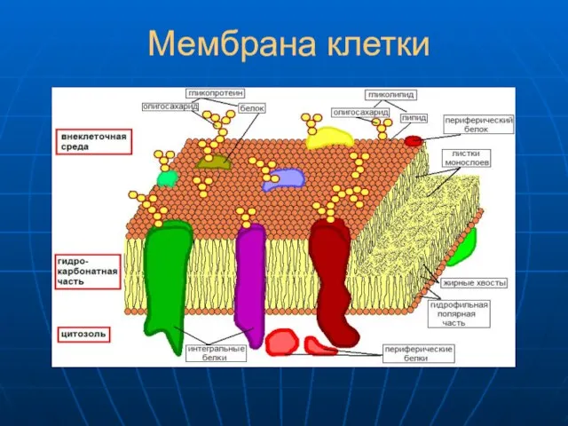 Мембрана клетки