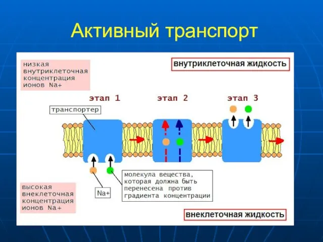 Активный транспорт