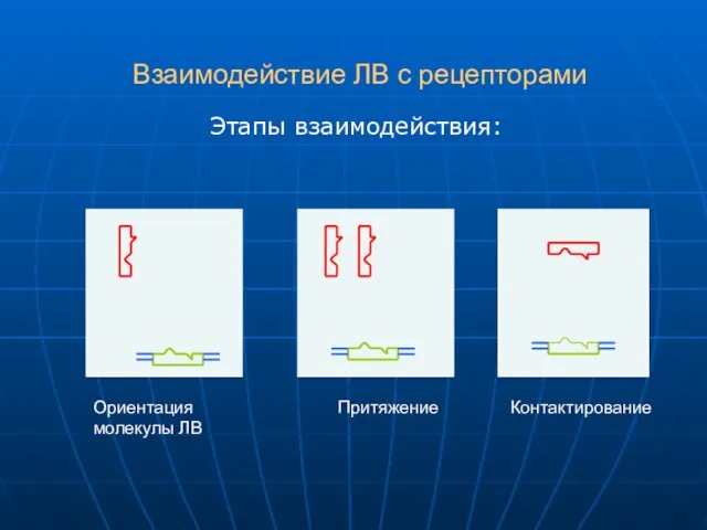 Взаимодействие ЛВ с рецепторами Этапы взаимодействия: Ориентация молекулы ЛВ Притяжение Контактирование