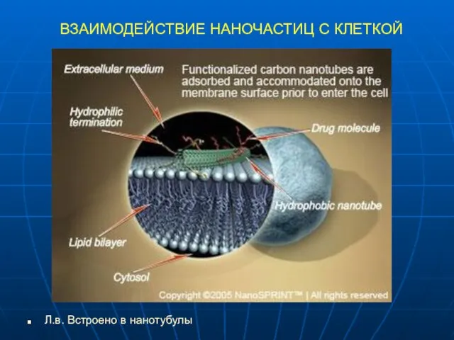 ВЗАИМОДЕЙСТВИЕ НАНОЧАСТИЦ С КЛЕТКОЙ Л.в. Встроено в нанотубулы