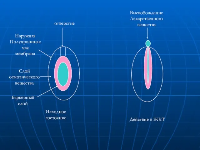 Высвобождение Лекарственного вещества Действие в ЖКТ отверстие Наружная Полупроницаемая мембрана Слой