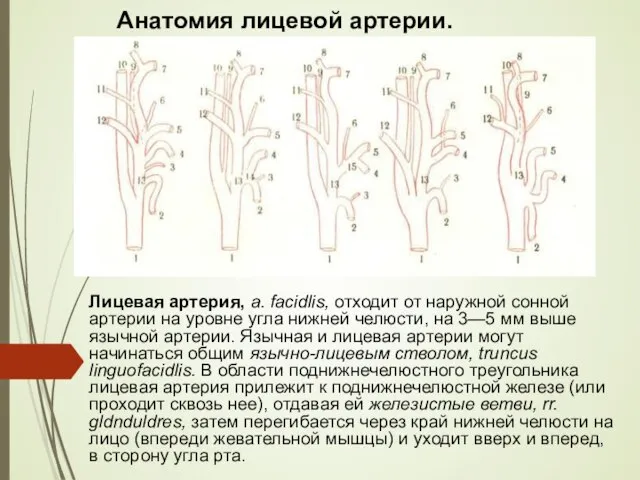 Анатомия лицевой артерии. Лицевая артерия, a. facidlis, отходит от наружной сонной