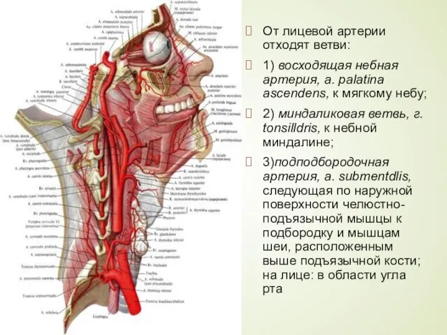 От лицевой артерии отходят ветви: 1) восходя­щая небная артерия, a. palatina
