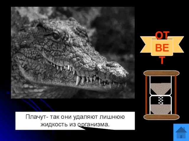 Вопрос 5 Существует выражение «лить крокодиловы слёзы». А плачут ли крокодилы,