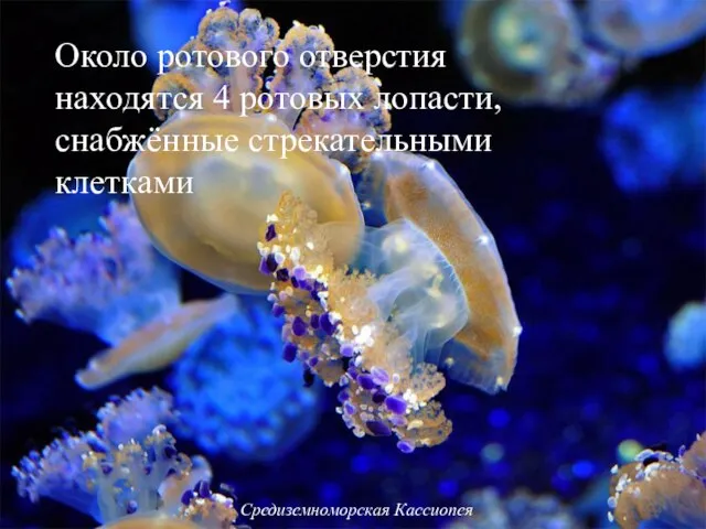 Средиземноморская Кассиопея Около ротового отверстия находятся 4 ротовых лопасти, снабжённые стрекательными клетками