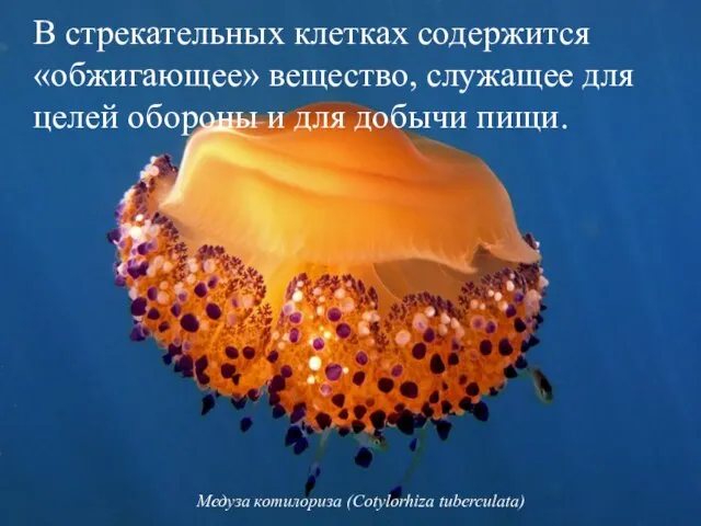 Медуза котилориза (Cotylorhiza tuberculata) В стрекательных клетках содержится «обжигающее» вещество, служащее