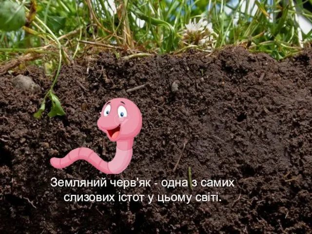 Земляний черв'як - одна з самих слизових істот у цьому світі.