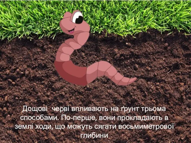 Дощові черві впливають на ґрунт трьома способами. По-перше, вони прокладають в
