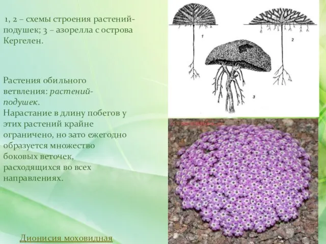 Растения обильного ветвления: растений-подушек. Нарастание в длину побегов у этих растений