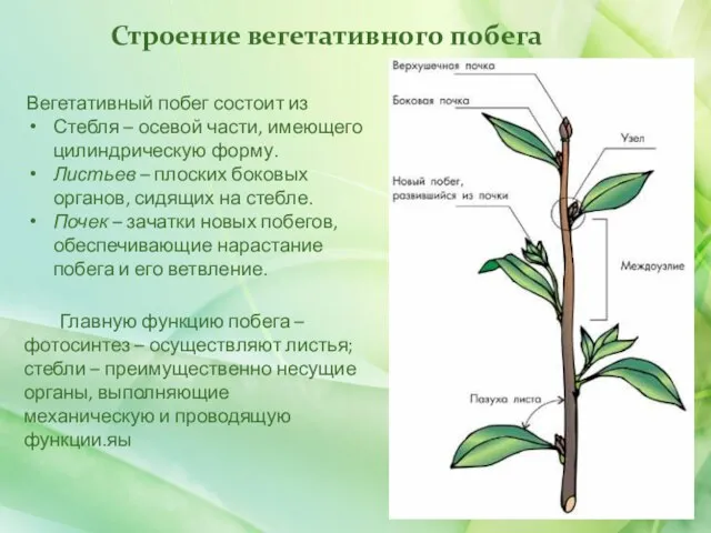 Строение вегетативного побега Вегетативный побег состоит из Стебля – осевой части,