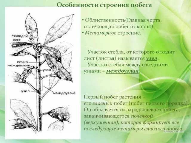 Особенности строения побега Облиственность(Главная черта, отличающая побег от корня) Метамерное строение.