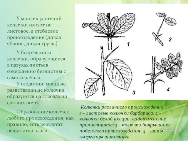 У многих растений колючки имеют не листовое, а стеблевое происхождение (дикая