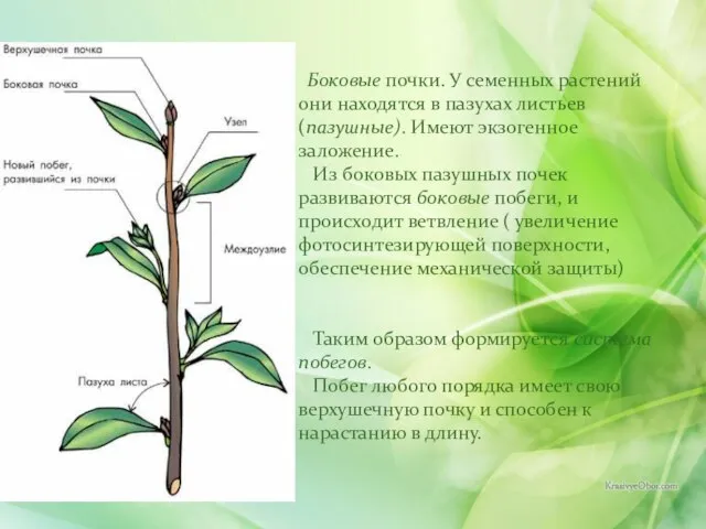 Боковые почки. У семенных растений они находятся в пазухах листьев (пазушные).