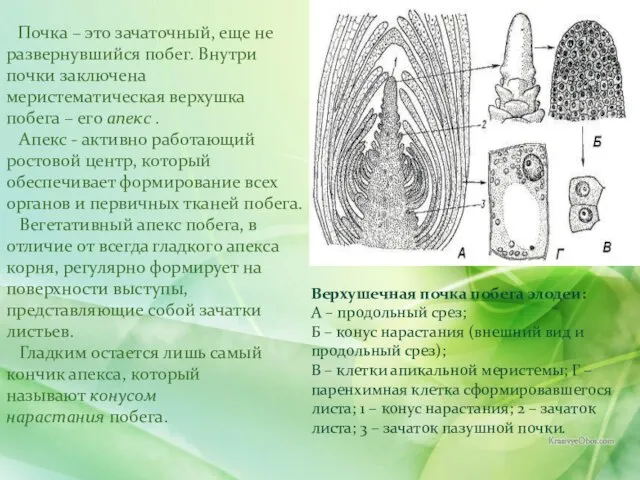 Почка – это зачаточный, еще не развернувшийся побег. Внутри почки заключена