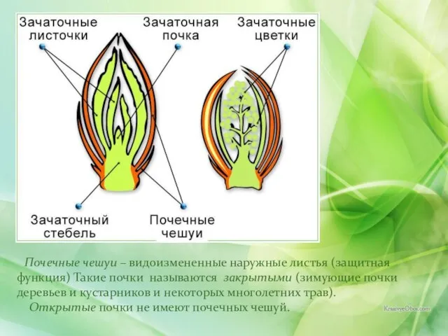 Почечные чешуи – видоизмененные наружные листья (защитная функция) Такие почки называются