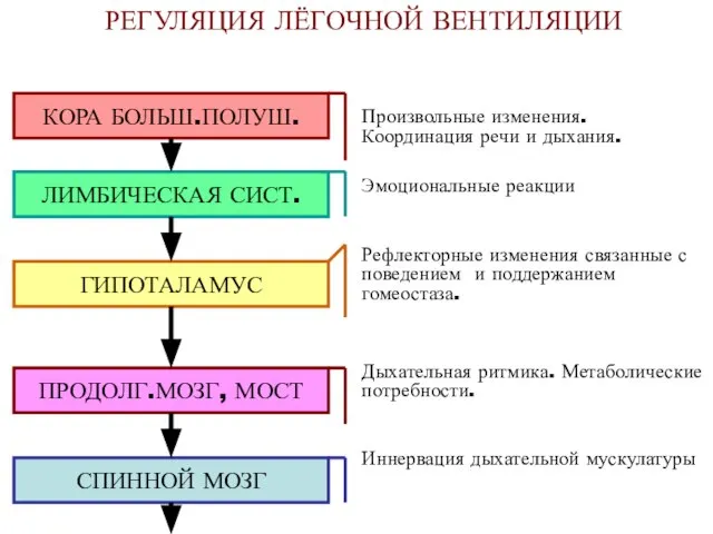 РЕГУЛЯЦИЯ ЛЁГОЧНОЙ ВЕНТИЛЯЦИИ Произвольные изменения. Координация речи и дыхания. Эмоциональные реакции