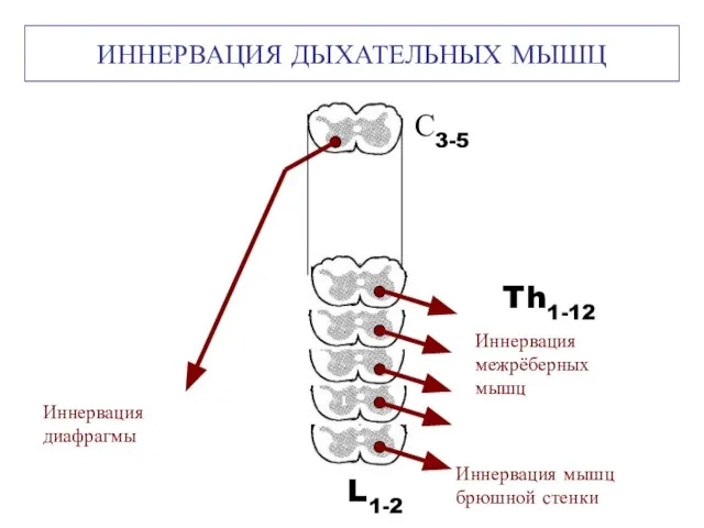 ИННЕРВАЦИЯ ДЫХАТЕЛЬНЫХ МЫШЦ С3-5 Иннервация диафрагмы Th1-12 Иннервация межрёберных мышц L1-2 Иннервация мышц брюшной стенки