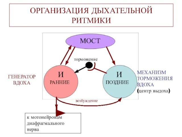 ОРГАНИЗАЦИЯ ДЫХАТЕЛЬНОЙ РИТМИКИ МОСТ И РАННИЕ И ПОЗДНИЕ торможение к мотонейронам