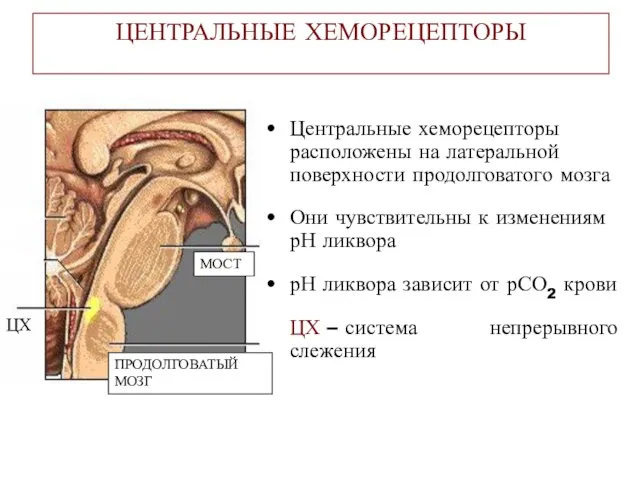 ЦЕНТРАЛЬНЫЕ ХЕМОРЕЦЕПТОРЫ Центральные хеморецепторы расположены на латеральной поверхности продолговатого мозга Они