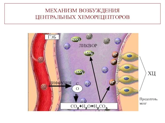 МЕХАНИЗМ ВОЗБУЖДЕНИЯ ЦЕНТРАЛЬНЫХ ХЕМОРЕЦЕПТОРОВ ДИФФУЗИЯ ГЭБ СО2+Н2О=Н2СО3 СО2 ЛИКВОР ХЦ Н+